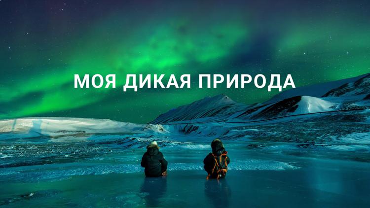 Постер Моя дикая природа