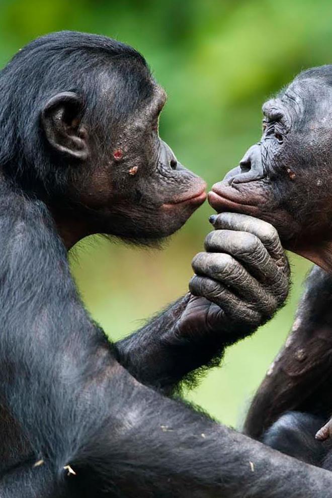 Sexo en el mundo animal (sexo-en-el-mundo-animal) Документальный фильм