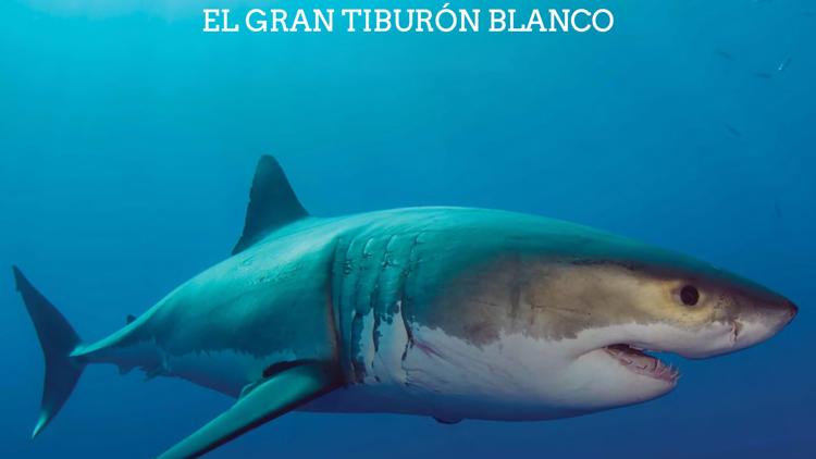 Постер El gran tiburón blanco