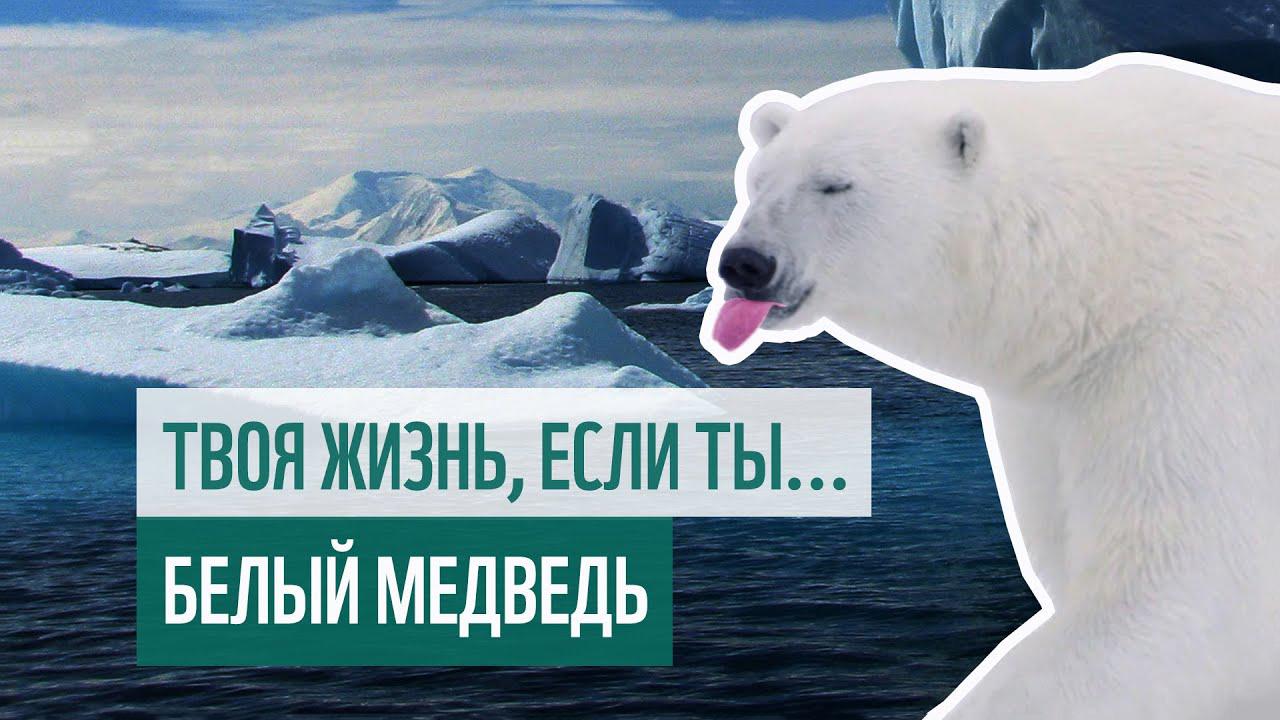 Если ты - белый медведь (esli-ty-belyj-medved) Познавательное