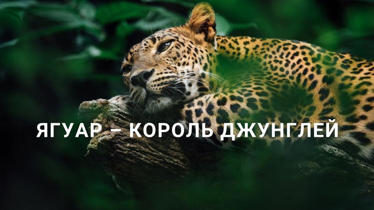 Постер Ягуар – король джунглей