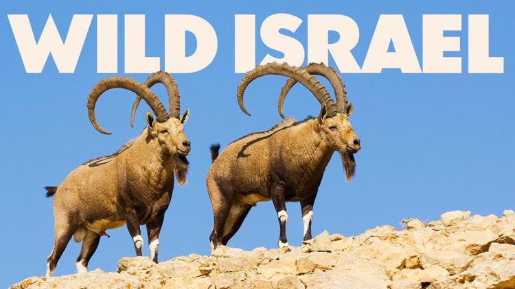 Постер Wild Israel