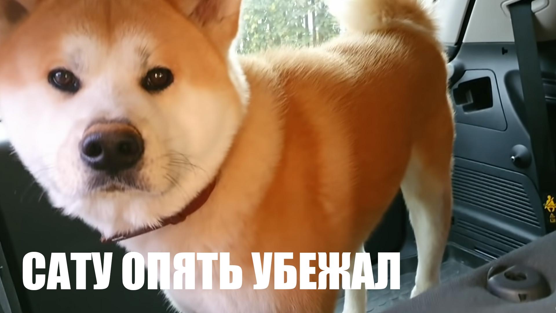 Сату опять убежал (satu-opjat-ubezhal) Досуг, хобби