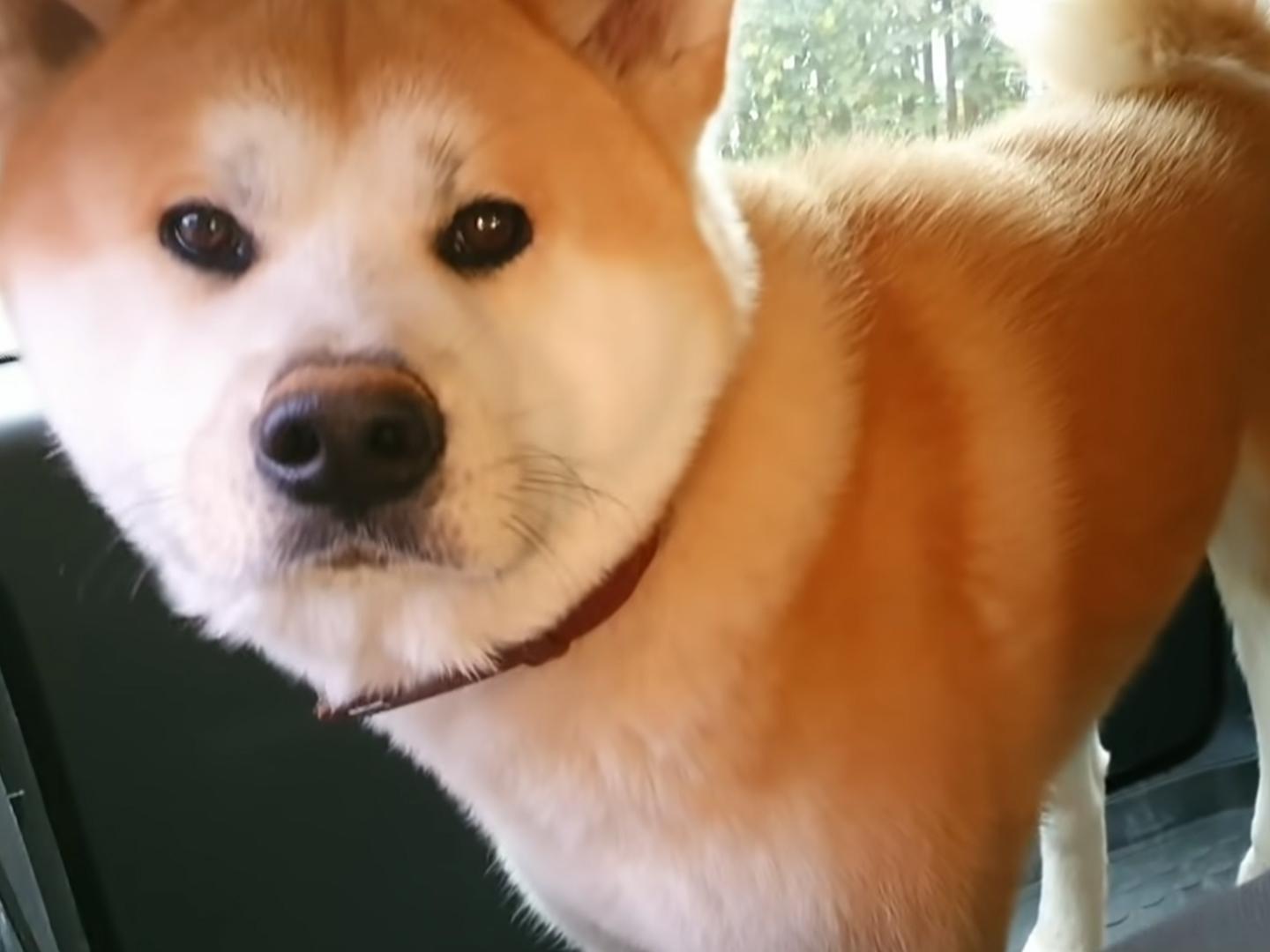 Сату опять убежал (satu-opjat-ubezhal) Досуг, хобби