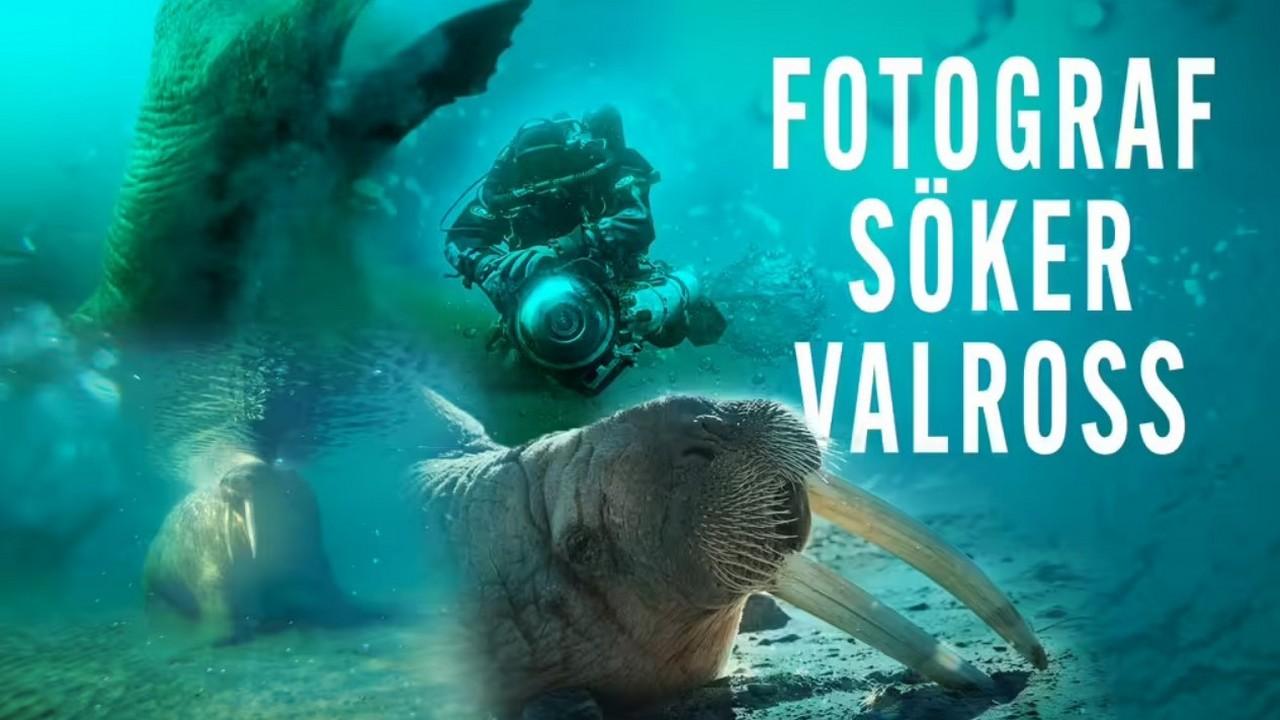 Fotograf söker valross (fotograf-sker-valross) Документальный фильм
