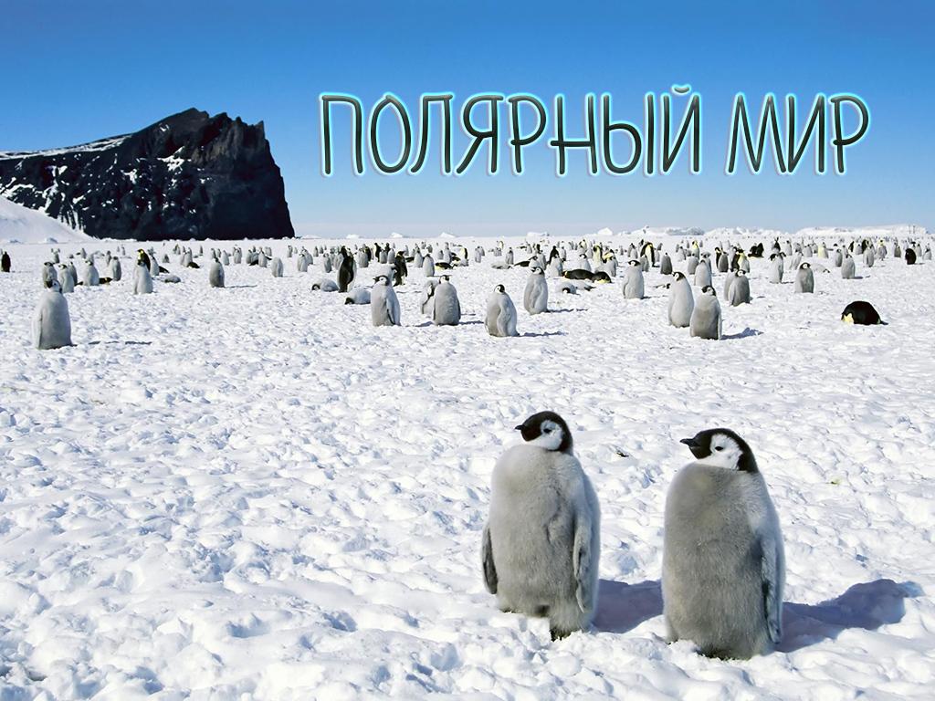Полярный мир (poljarnyj-mir) Документальный фильм