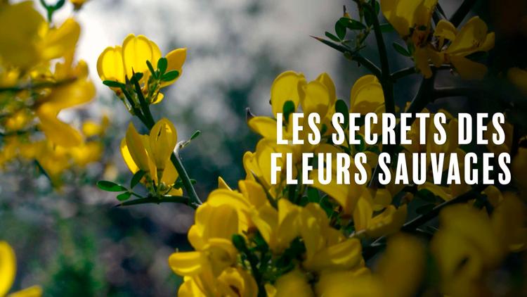 Постер Les secrets des fleurs sauvages