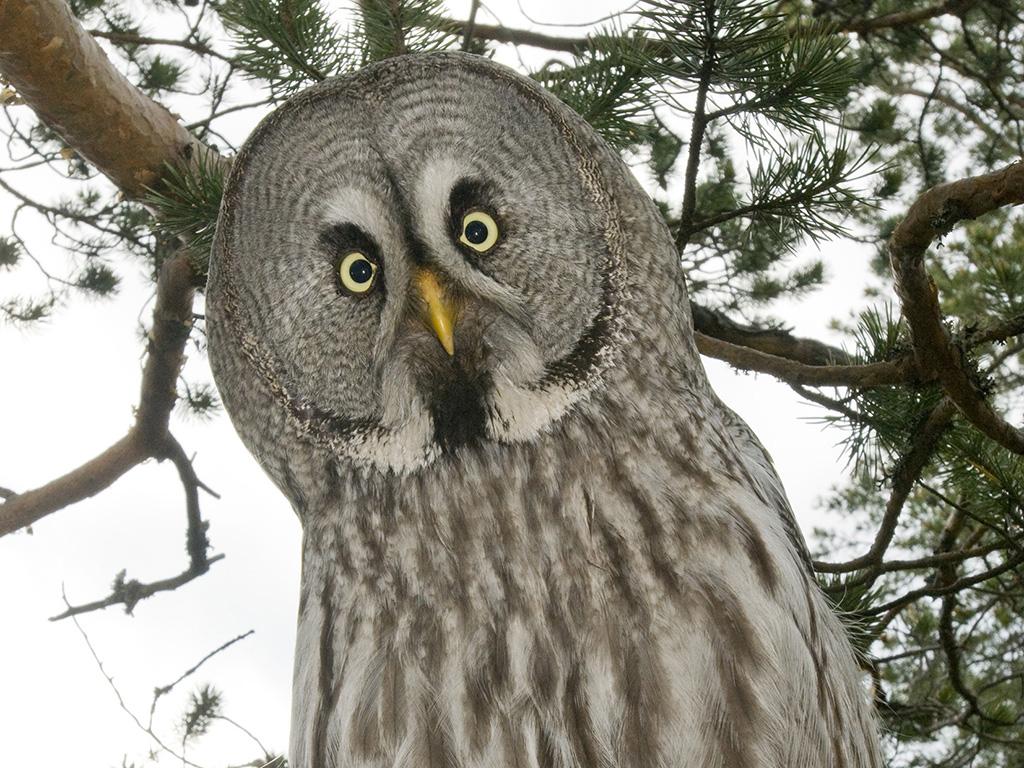 Дикий север (dikij-sever) Документальный сериал