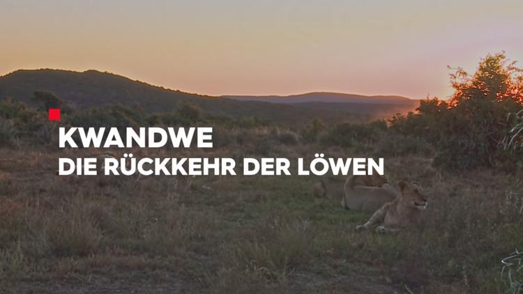 Постер Kwandwe – Die Rückkehr der Löwen