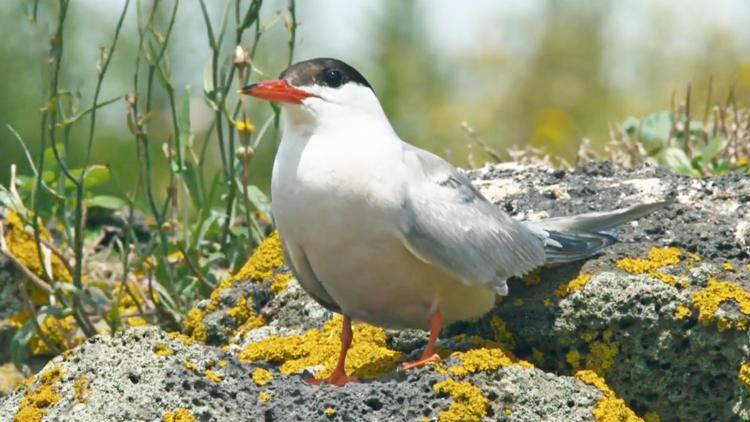 Постер Les Açores sauvages