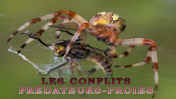 Постер Les conflits prédateurs-proies