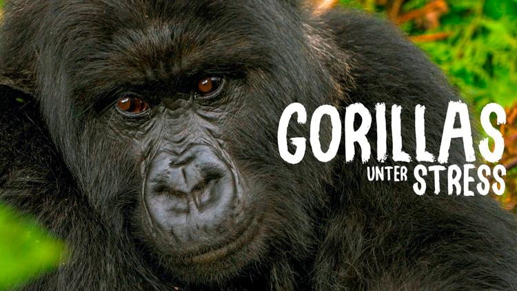 Постер Gorillas unter Stress Lebensraum am Limit