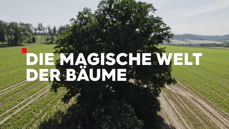 Постер Die magische Welt der Bäume