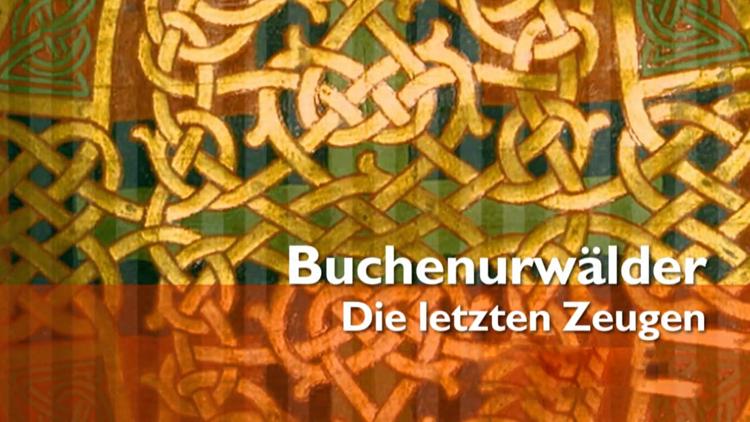 Постер Die letzten Zeugen – Buchenurwälder