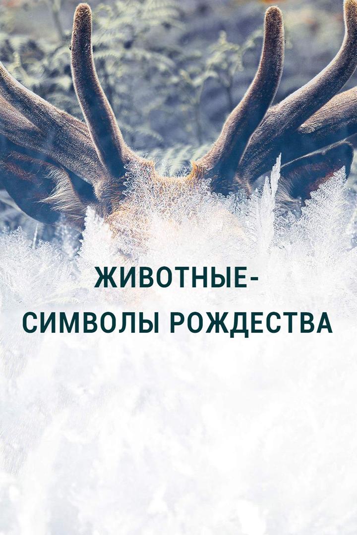 Животные-символы Рождества (zhivotnye-simvoly-rozhdestva) Документальный фильм