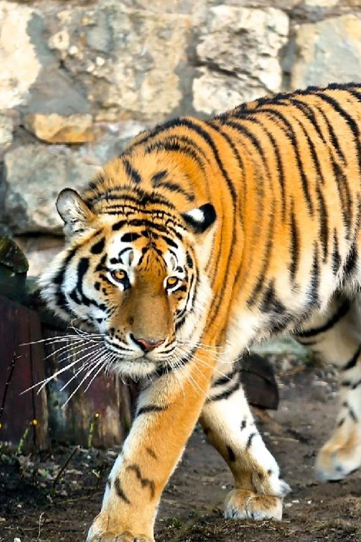 Парк животных. Летний сезон (park-zhivotnyh-letnij-sezon) Досуг, хобби