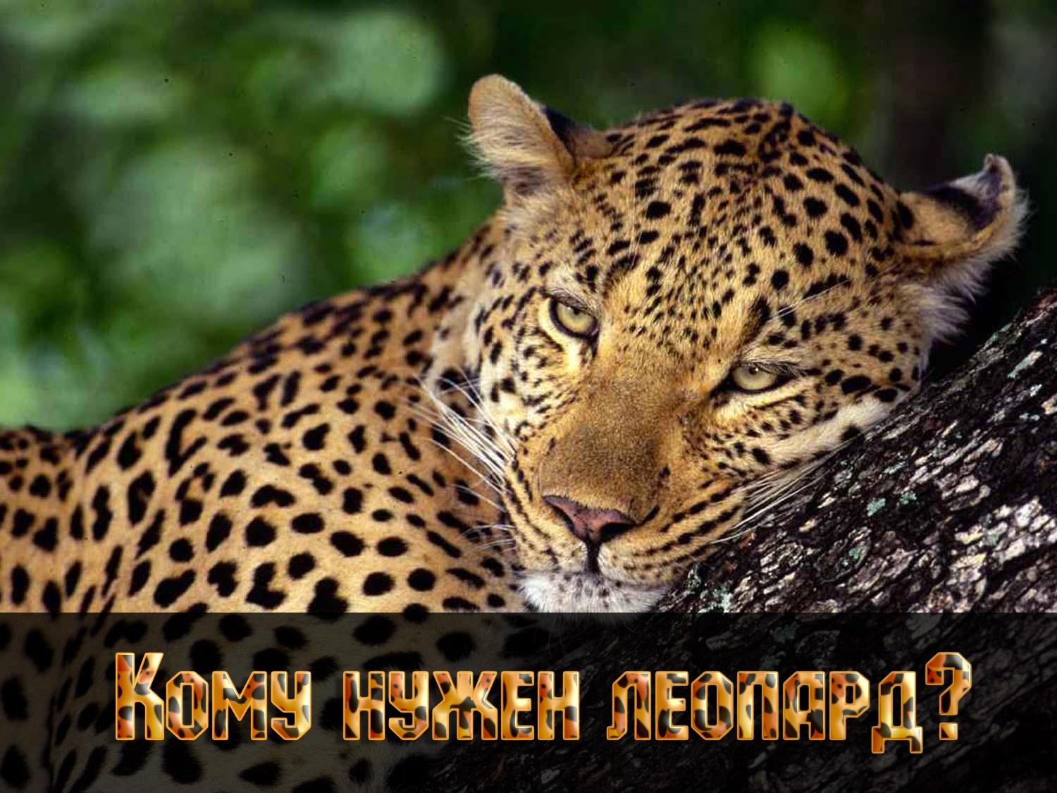 Кому нужен леопард? (komu-nuzhen-leopard) Документальный фильм