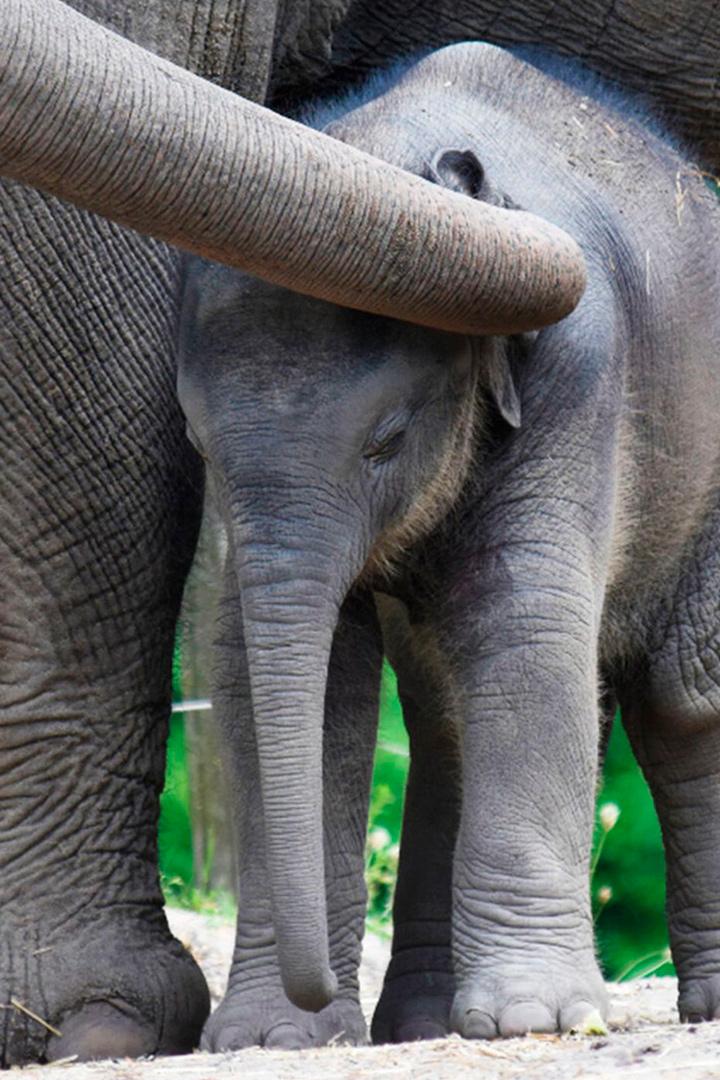 Het echte leven in de dierentuin (het-echte-leven-in-de-dierentuin) Познавательное