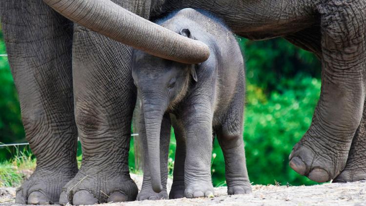 Постер Het echte leven in de dierentuin