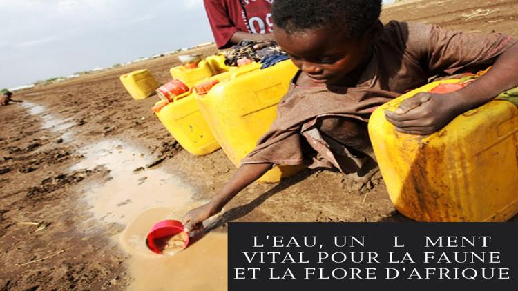 Постер L'eau, un élément vital pour la faune et la flore d'Afrique