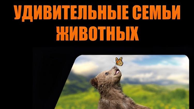 Постер Удивительные семьи животных