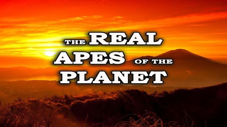 Постер The Real Apes of the Planet