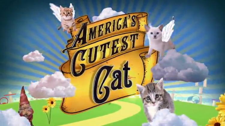 Постер America's Cutest Cat