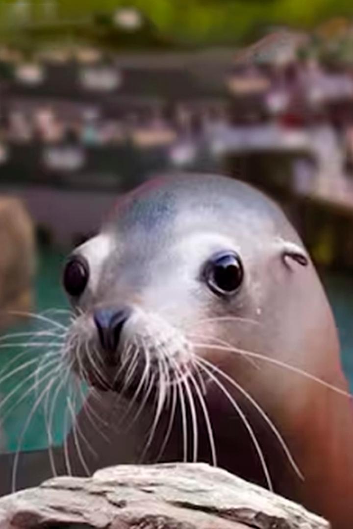 Seelöwe & Co. – tierisch beliebt XXL (seelwe-co-tierisch-beliebt-xxl) Досуг, хобби