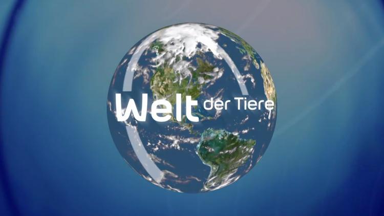 Постер Welt der Tiere