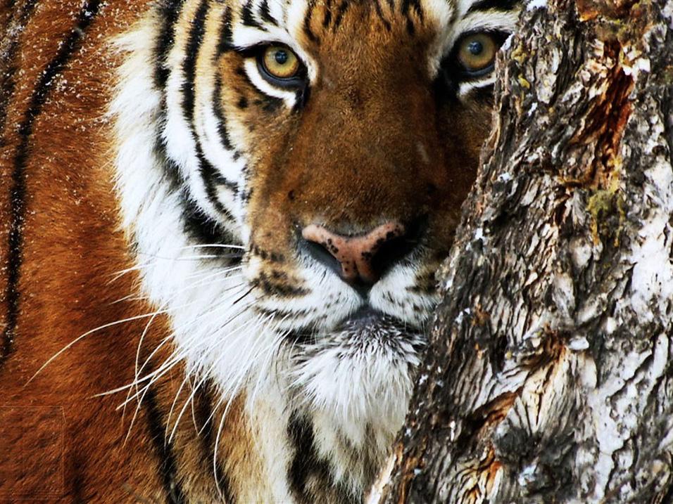 20 животных, которые могут вас убить (20-zhivotnyh-kotorye-mogut-vas-ubit) Документальный фильм