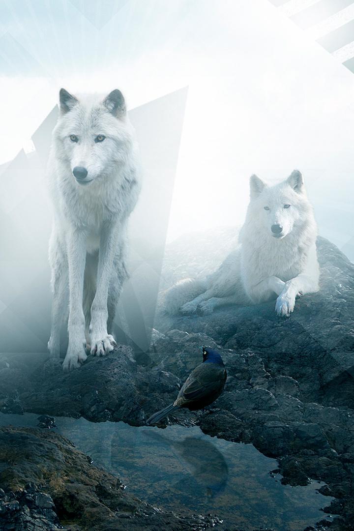 Стая (staja) Документальный сериал