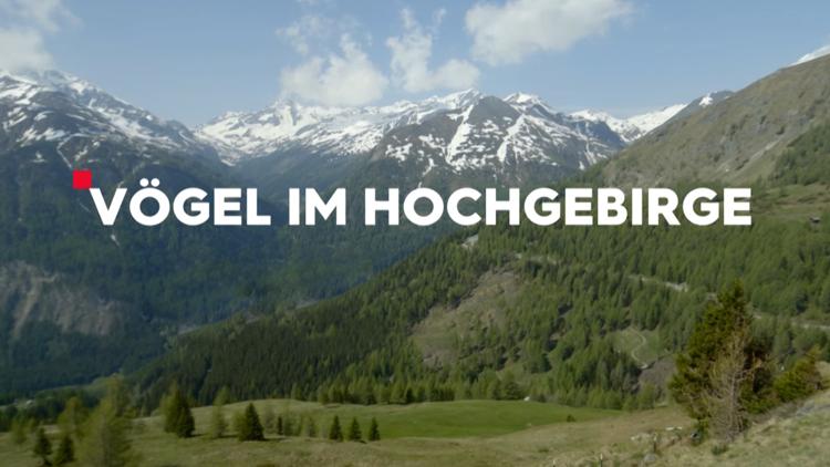 Постер Vögel im Hochgebirge