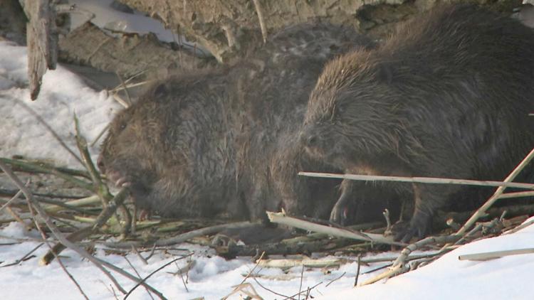 Постер Wildnis am Strom – Nationalpark Donau-Auen