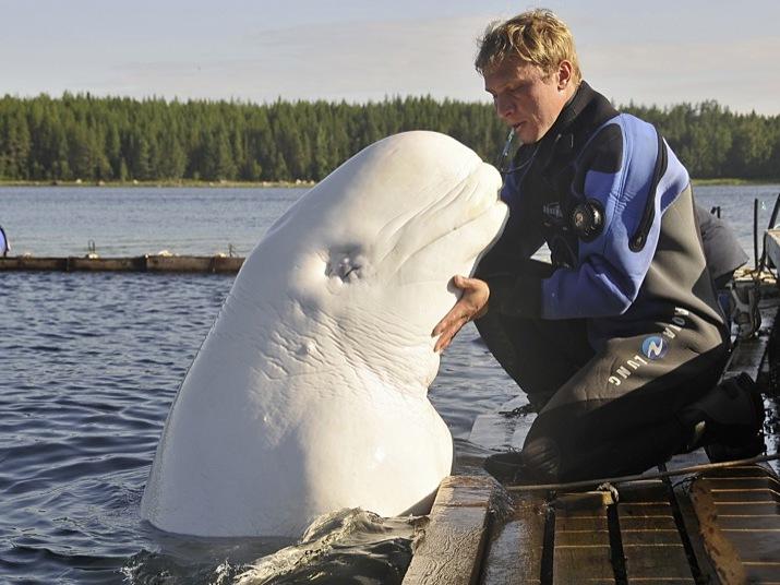Тайна белого беглеца (tajna-belogo-begletsa) Документальный фильм