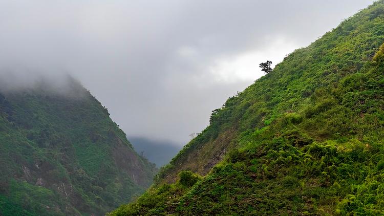 Постер Une forêt entre ciel et terre