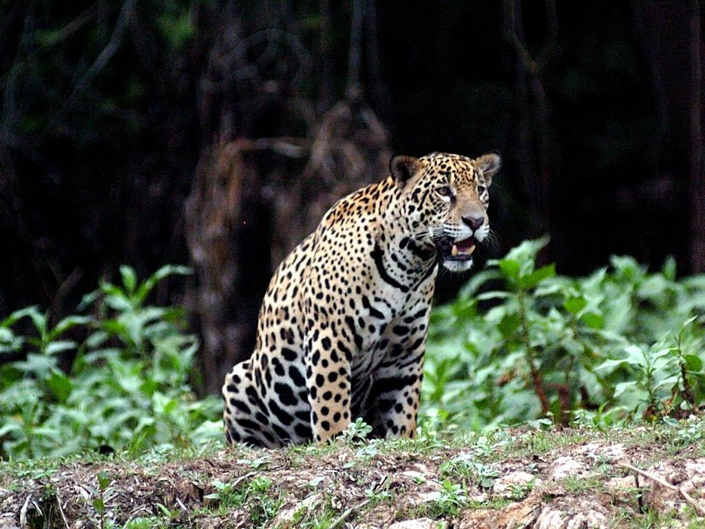 Ягуар (jaguar) Документальный сериал