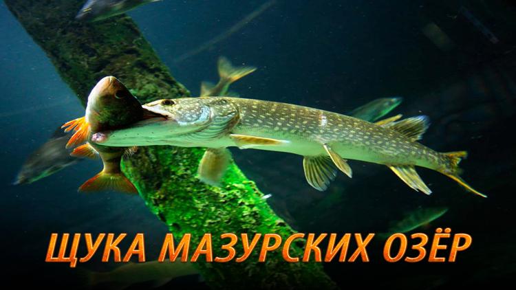 Постер Щука Мазурских озер