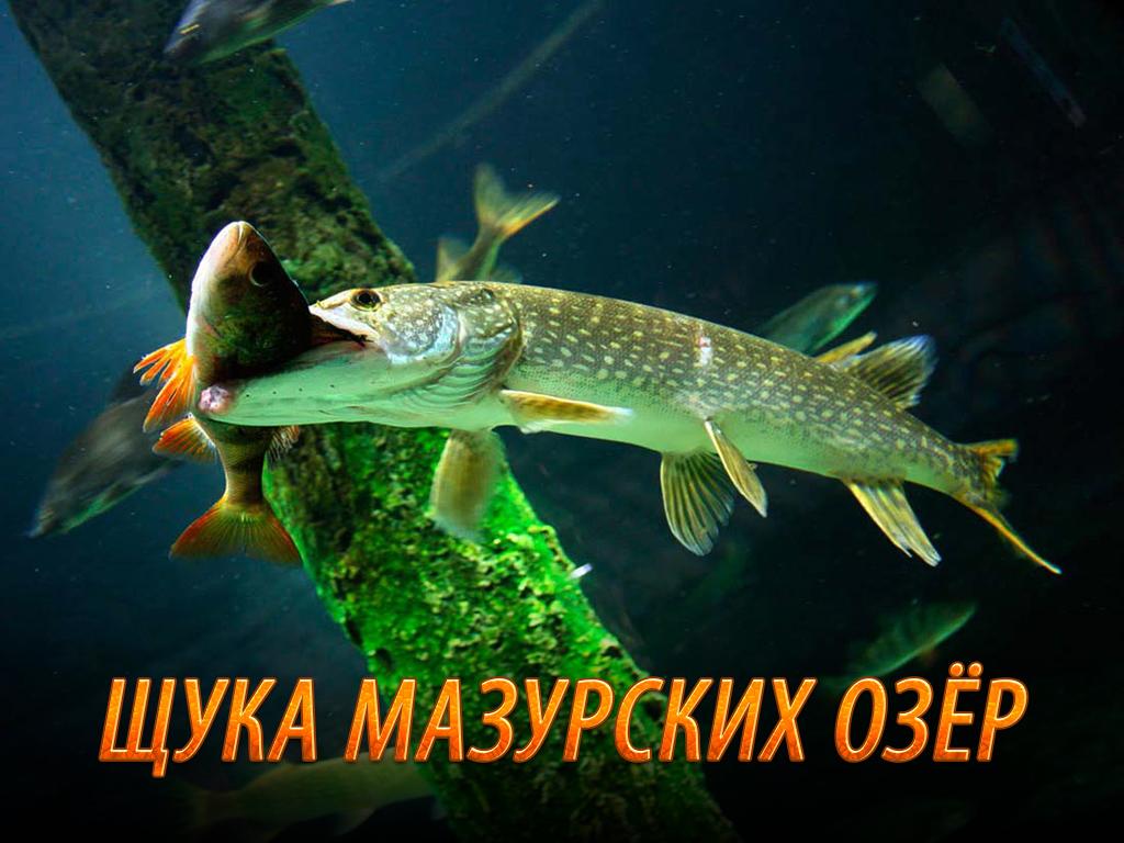Щука Мазурских озер (schuka-mazurskih-ozer) Документальный фильм