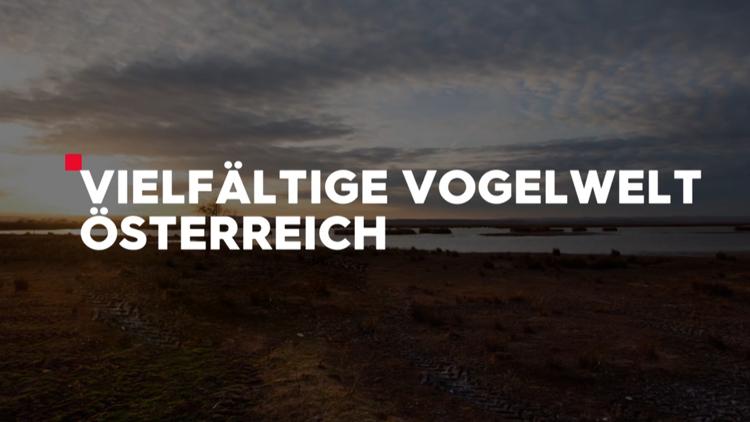 Постер Vielfältige Vogelwelt Österreich