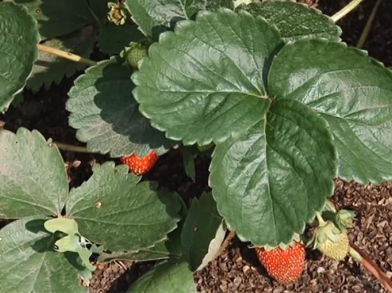 Календарь природы (kalendar-prirody) Познавательное