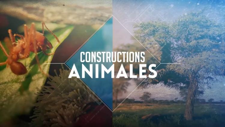 Постер Constructions animales