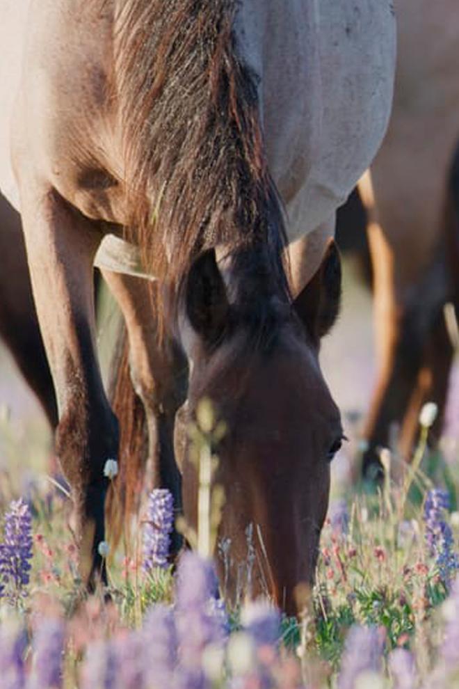 El poder del caballo americano (el-poder-del-caballo-americano) Документальный фильм