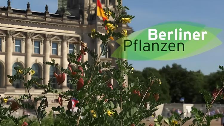 Постер Berliner Pflanzen — Die wilde Hauptstadt