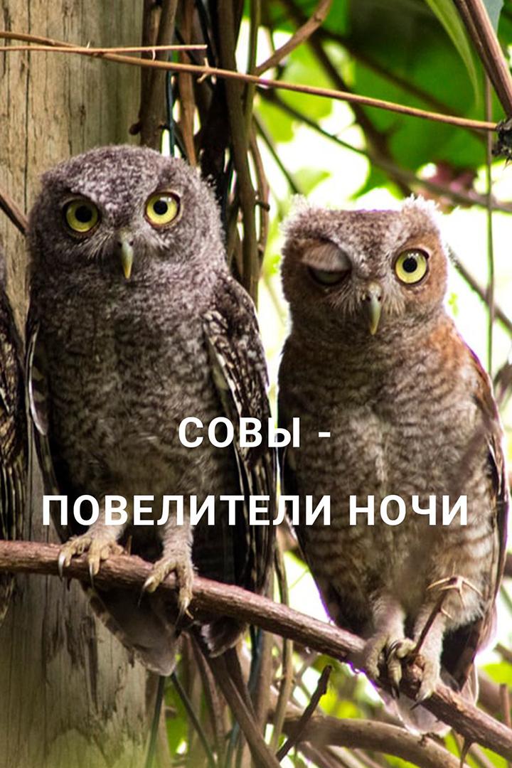 Совы - повелители ночи (sovy-poveliteli-nochi) Документальный фильм