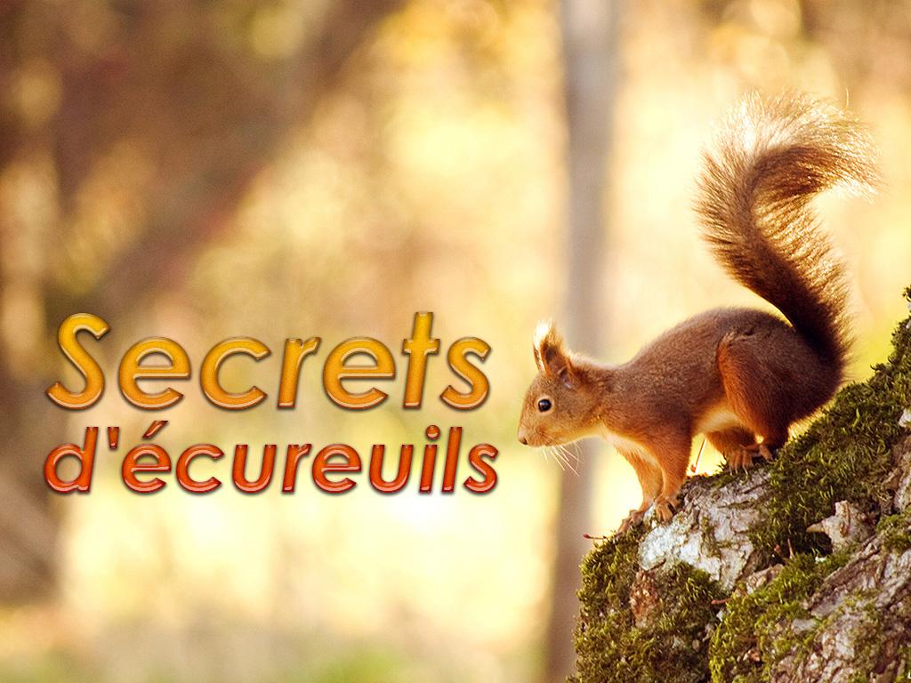 Беличьи секреты (belichi-sekrety) Документальный фильм