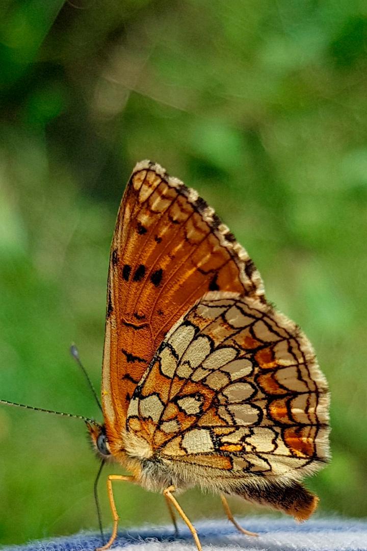 Wunderwesen Schmetterling (wunderwesen-schmetterling) Познавательное