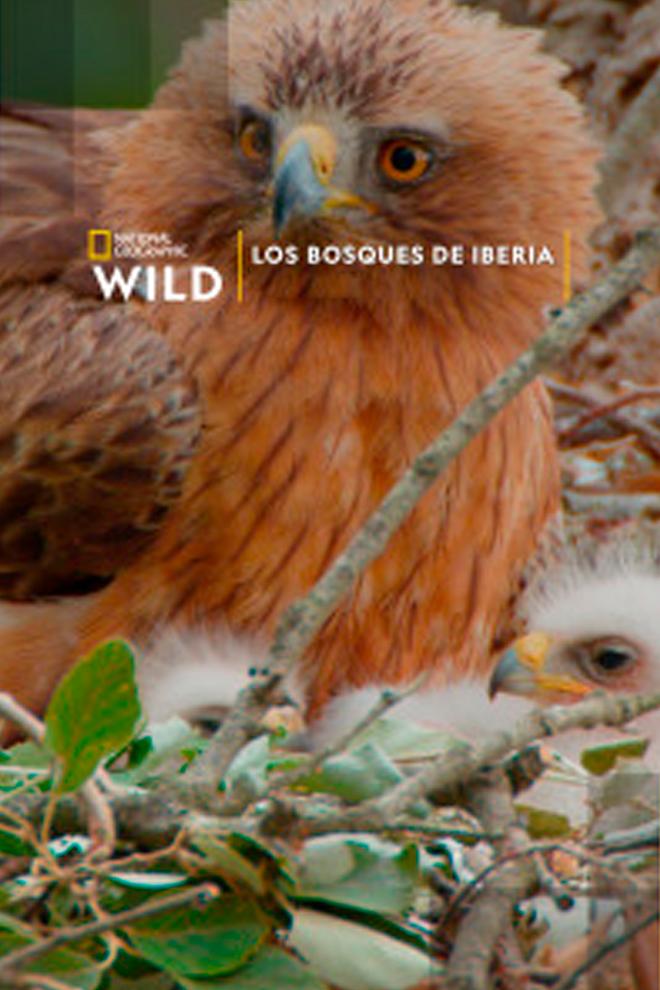 Los bosques de Iberia (los-bosques-de-iberia) Познавательное