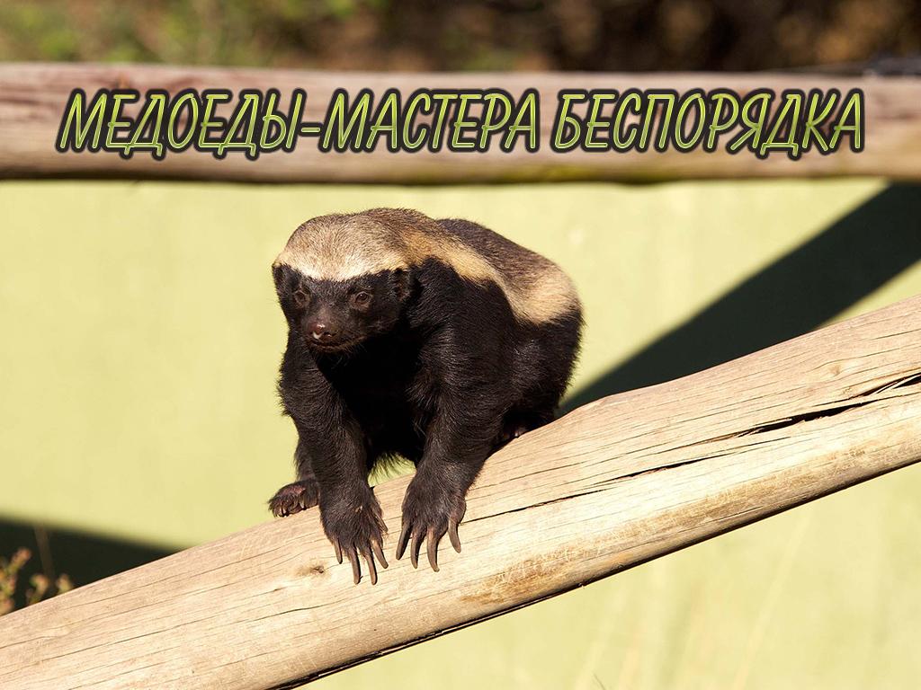 Медоеды-мастера беспорядка (medoedy-mastera-besporjadka) Документальный фильм