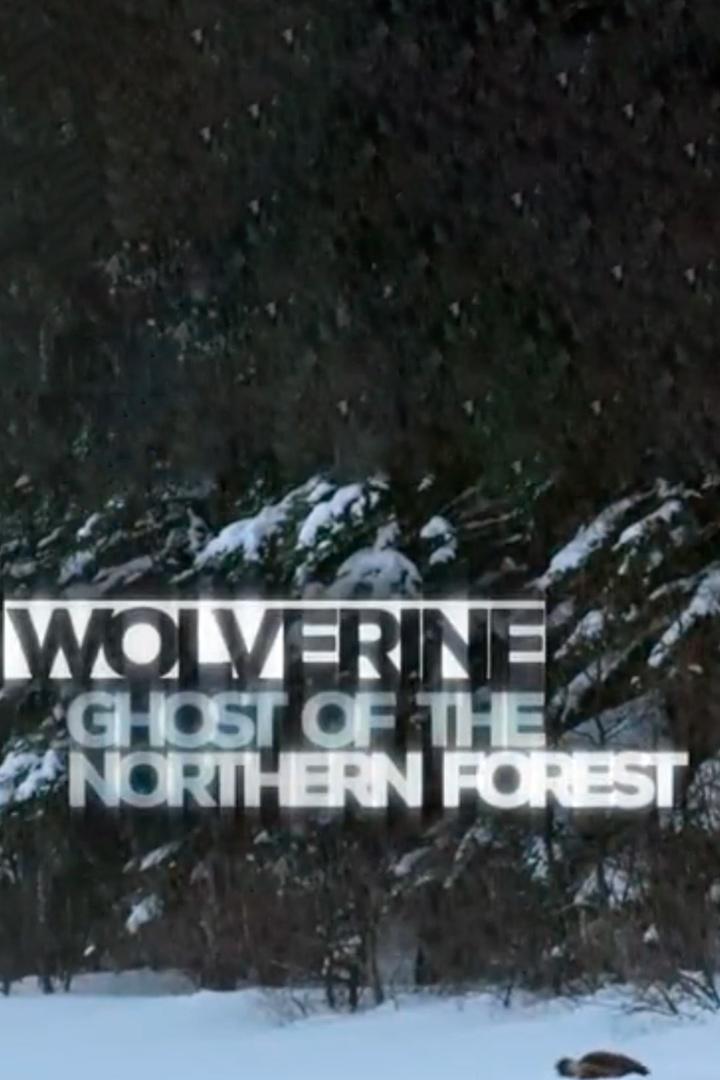 Wolverine: ghost of the northern forest (wolverine-ghost-of-the-northern-forest) Документальный фильм