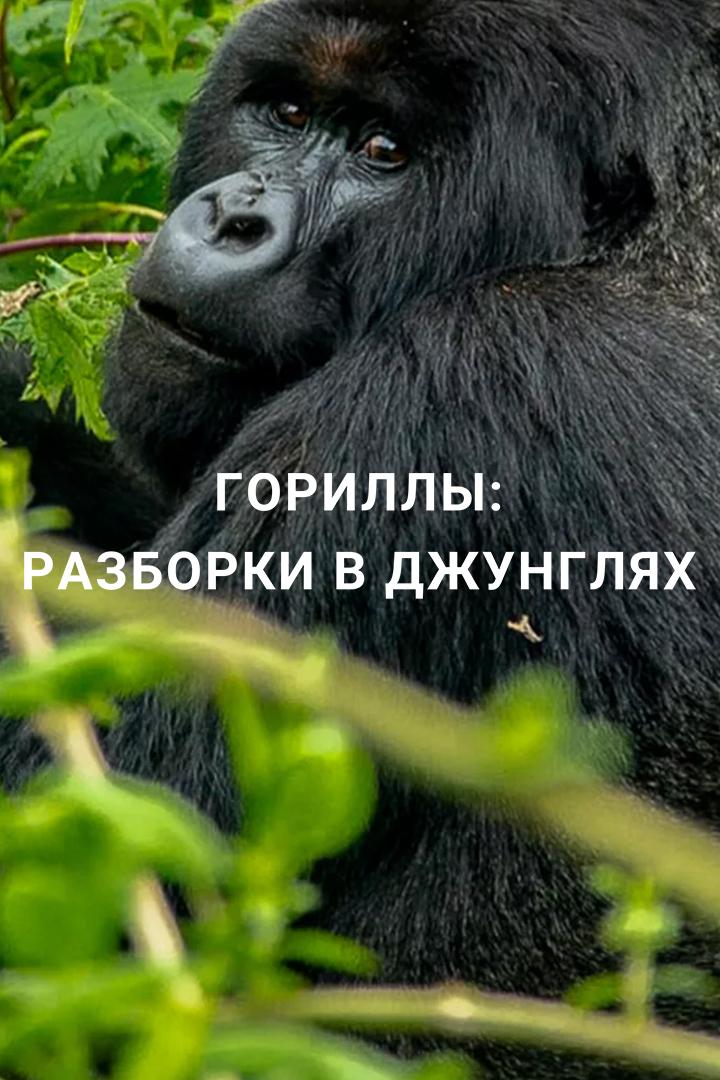 Гориллы: разборки в джунглях (gorilly-razborki-v-dzhungljah) Документальный фильм